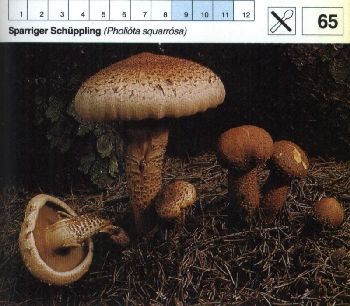 65_Sparriger_Schueppling