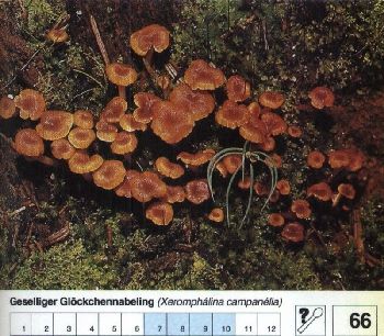 66_Geselliger_Gloeckchennabeling