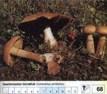 68_Geschmueckter_Guertelfuss