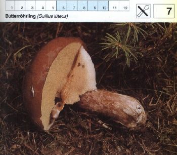 7_Butterroehrling
