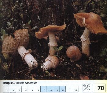 70 Reifpilz