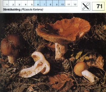 71 Stinktäubling