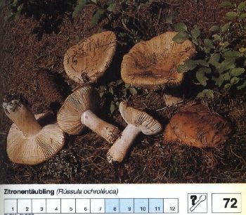 72_Zitronentaeubling