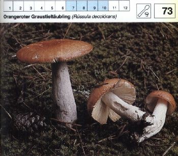 73 Orangeroter_Graustieltäubling