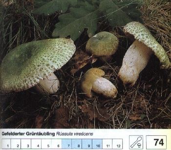 74 Gefelderter_Grüntäubling