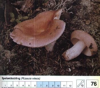 76_Speisetaeubling