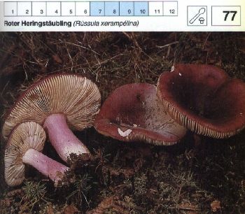 77 Roter_Heringstäubling