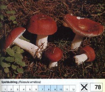78 Speitäubling
