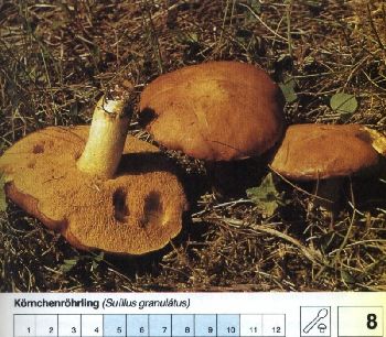8_Koernchenroehrling
