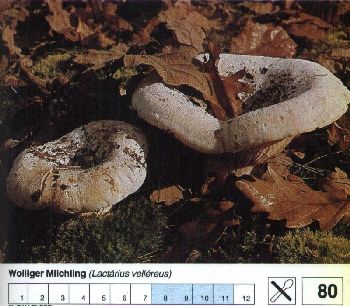 80 Wolliger_Milchling