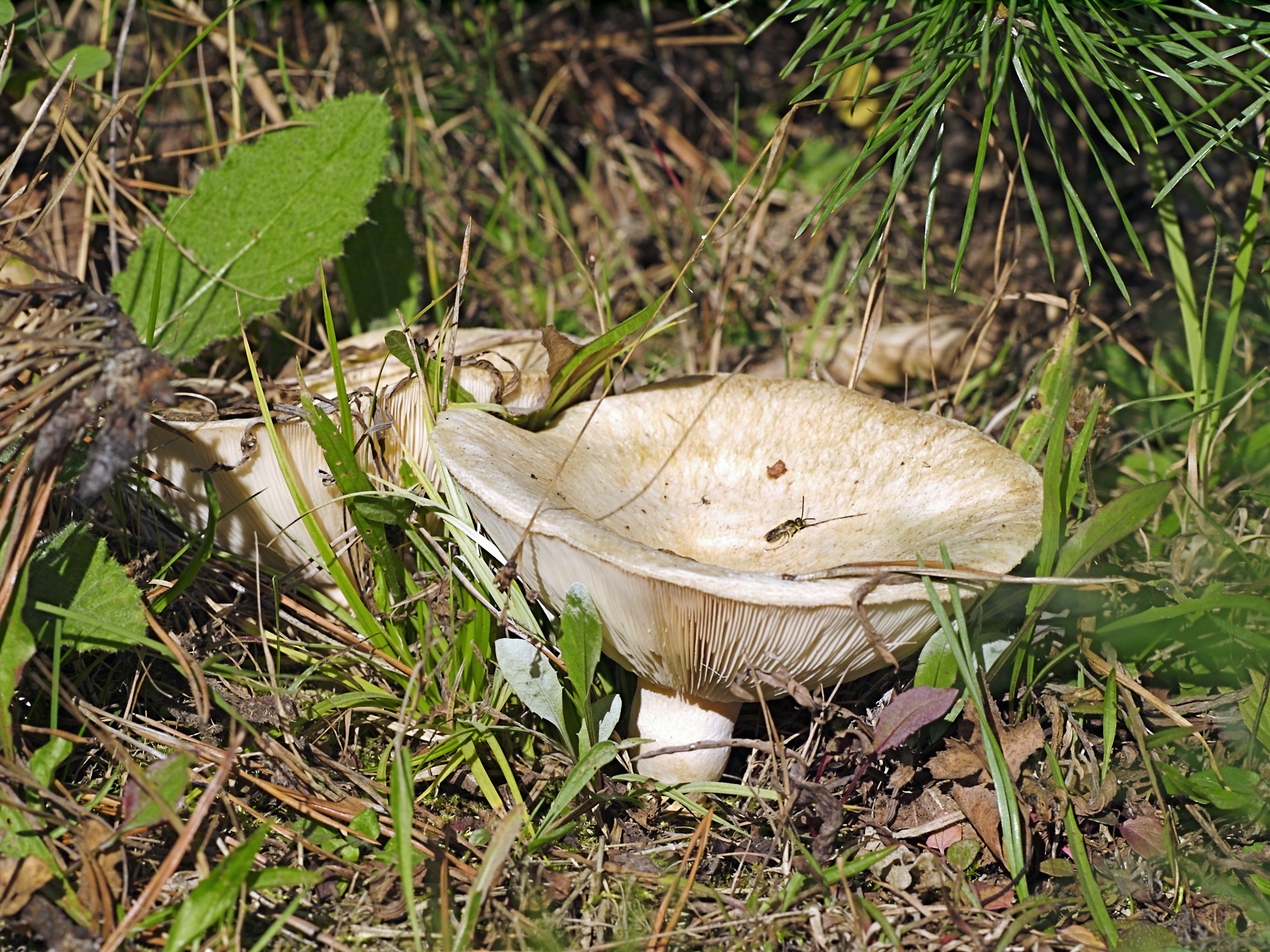 ../Bilder/80_Lactarius_vellereus_LC0113.jpg