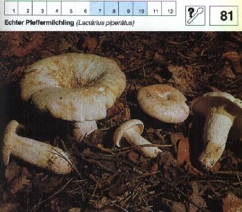 81 Echter_Pfeffermilchling