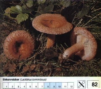 82 Birkenreizker