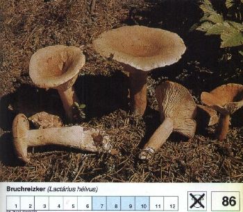 86 Bruchreizker