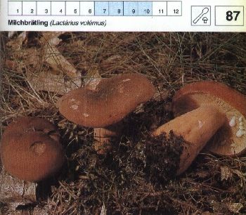 87 Milchbrätling