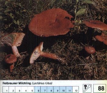 88 Rotbrauner_Milchling
