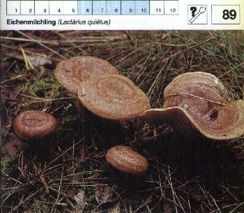89_Eichenmilchling