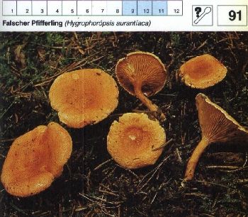 91 Falscher_Pfifferling