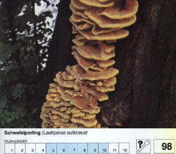 98_Schwefelporling