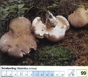 99 Schafporling