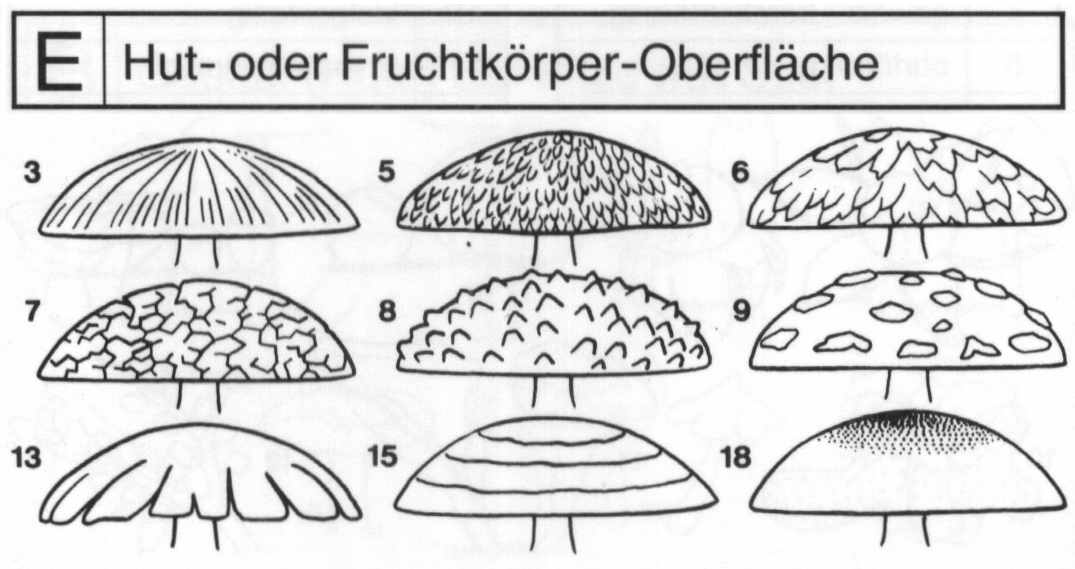E Hut-%20oder%20Fruchtk%F6rper-Oberfl%E4che.gif